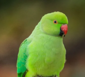 Parrot 1