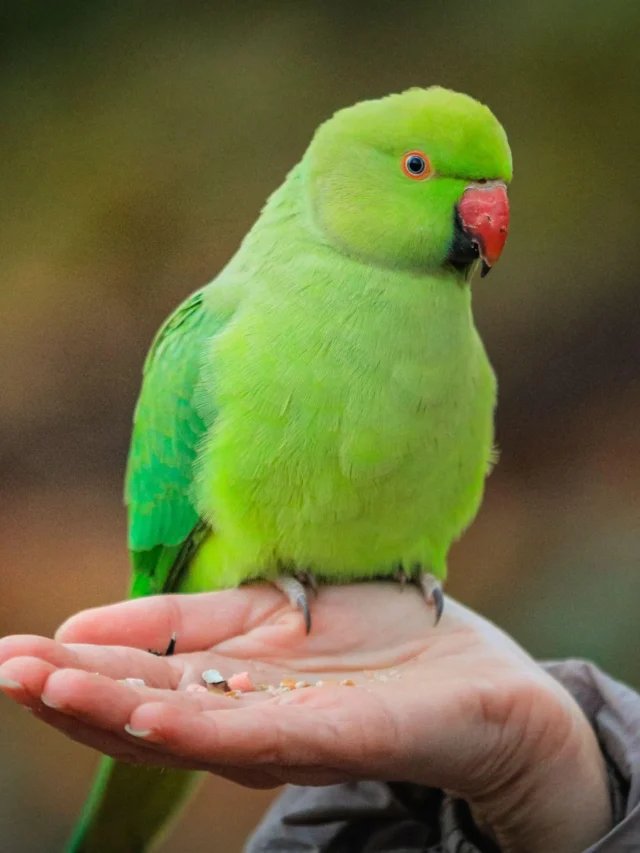 क्या होता है Parrot Fever (psittacosis)?